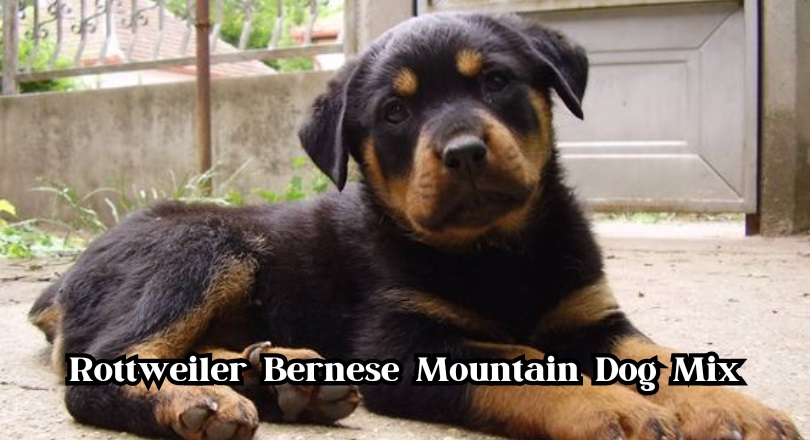 Rottweiler Bernese Mountain Dog Mix