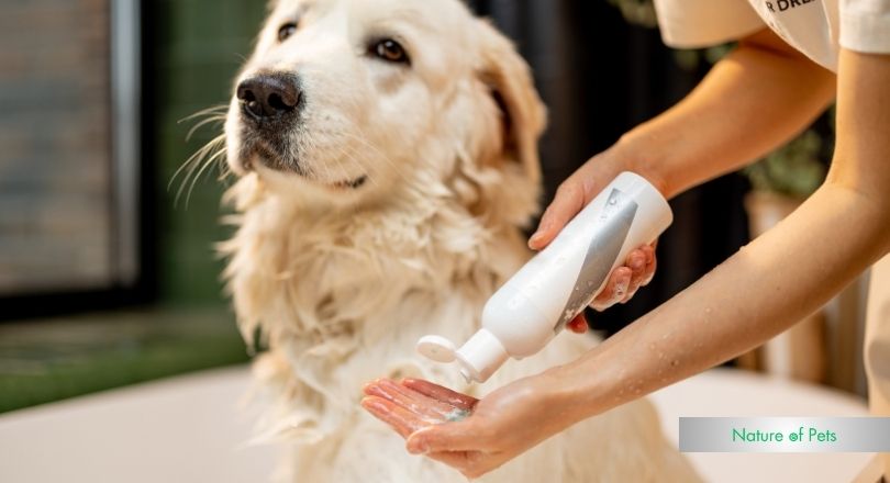 can dog shampoo go bad