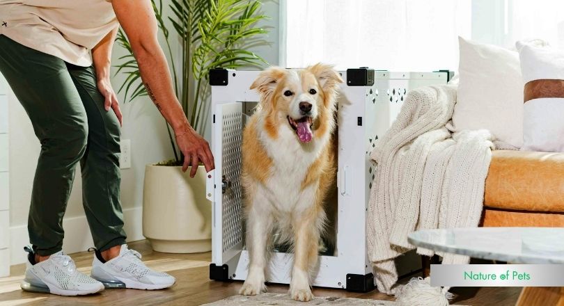 can i crate train an older dog