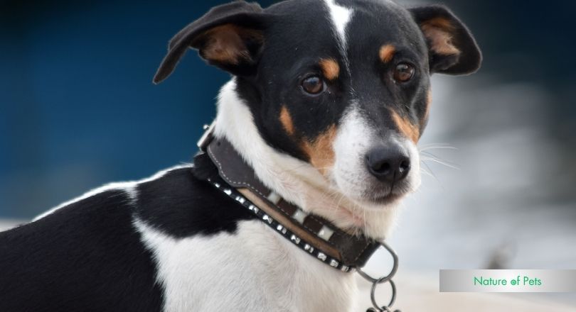 can shock collars hurt dogs