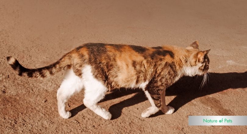 how long can a cat go without food