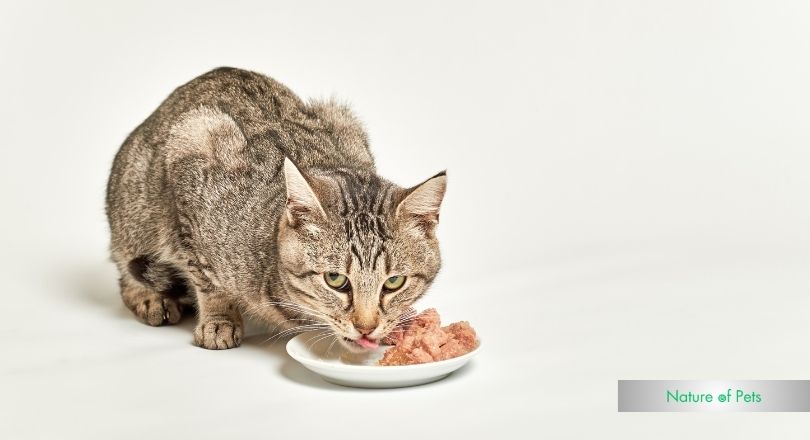 how long does it take for a cat to digest wet food