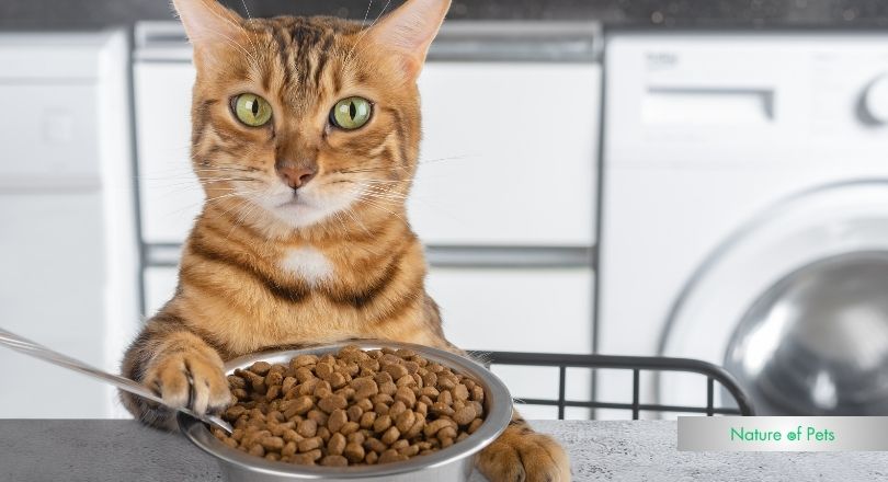 how much dry food to feed a cat