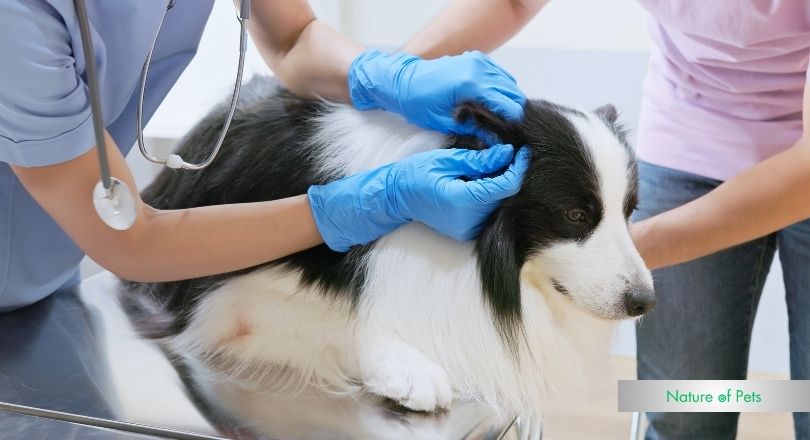 how to bandage a dogs ear