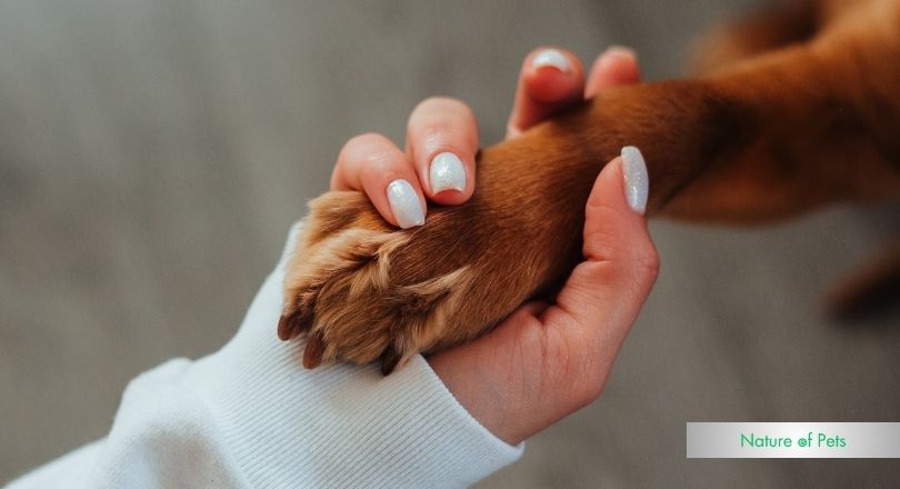 how to measure dog paws for boots