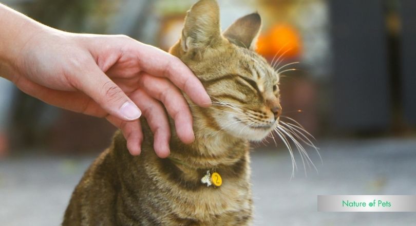 how to stop cat begging for human food