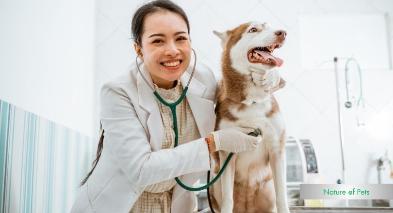 how to treat mold exposure in dogs naturally