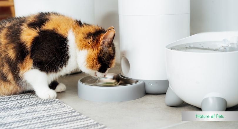 what to feed a cat with diarrhea