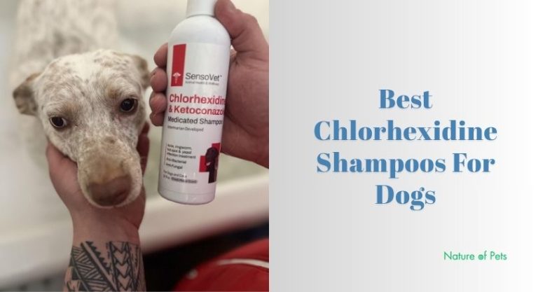 Itchy Skin In Dogs: Why That Could Be & What Can You Do About It? - Dog Shampoos For Skin Irritation And Itching