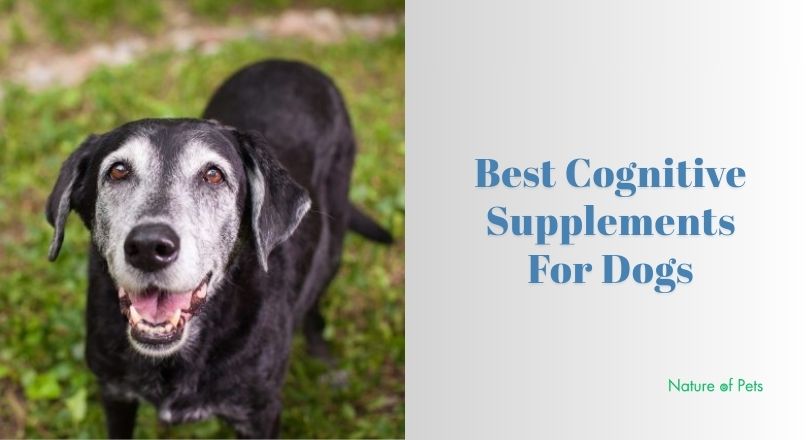 best cognitive supplements for dogs