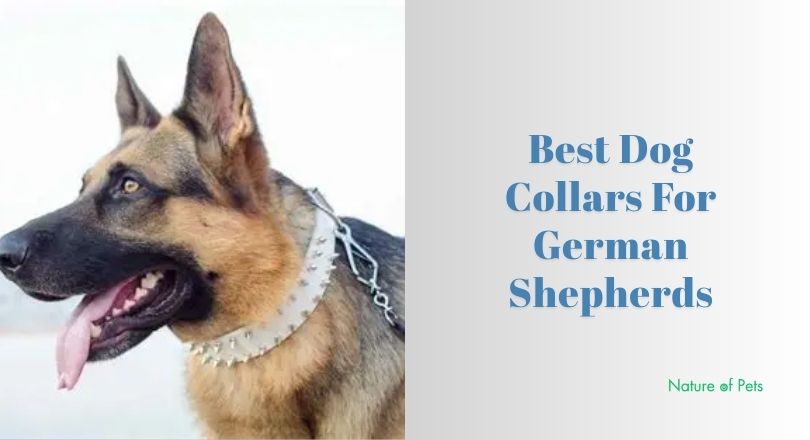 best dog collars for german shepherds