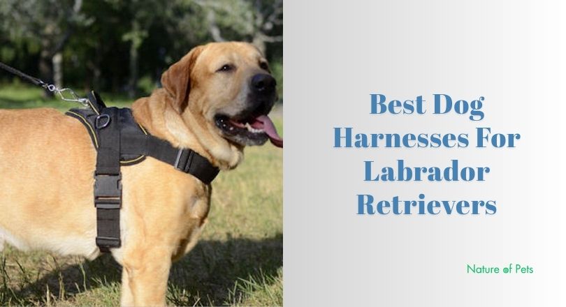 best dog harnesses for labrador retrievers