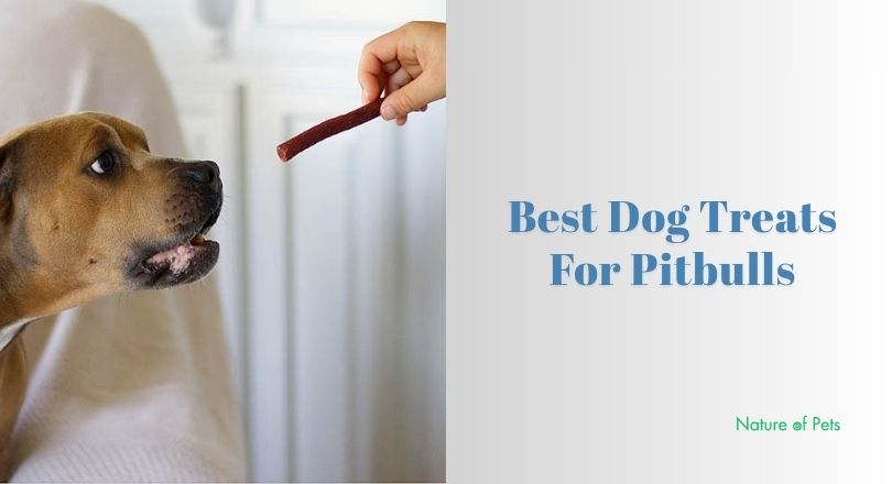 best dog treats for pitbulls