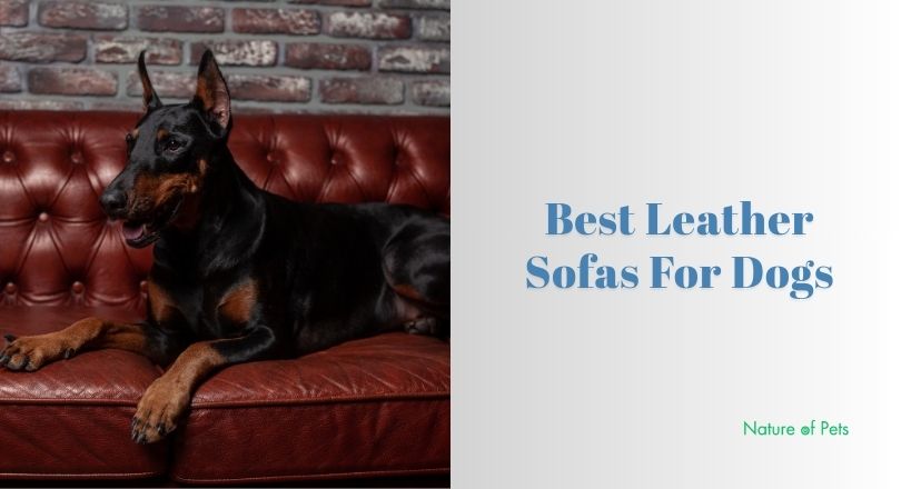 best leather sofas for dogs