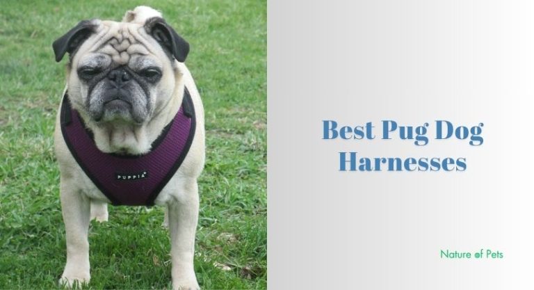 The 10 Best Pug Dog Harnesses Of 2026, Tested by Experts - [Nature of Pets]