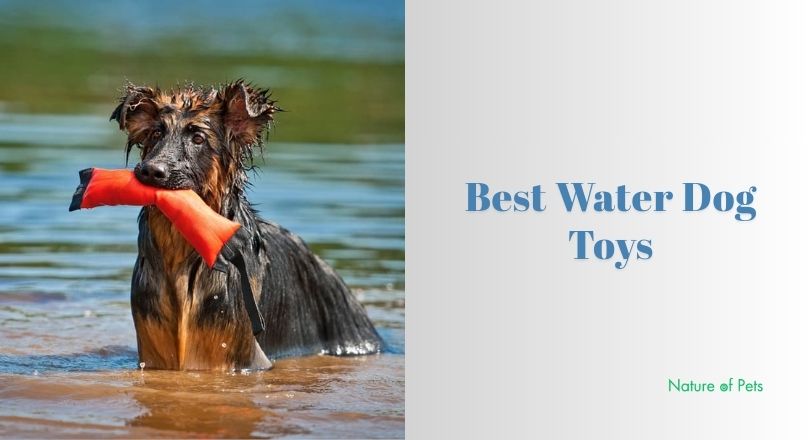 best water dog toys
