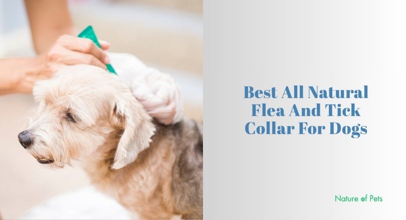 best all natural flea and tick collar for dogs