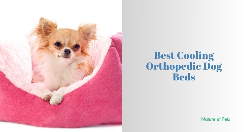 best cooling orthopedic dog beds