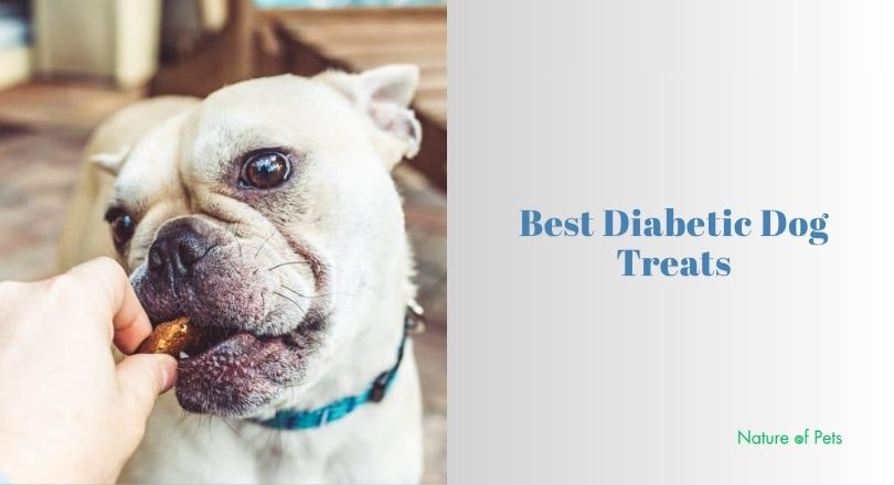 best diabetic dog treats