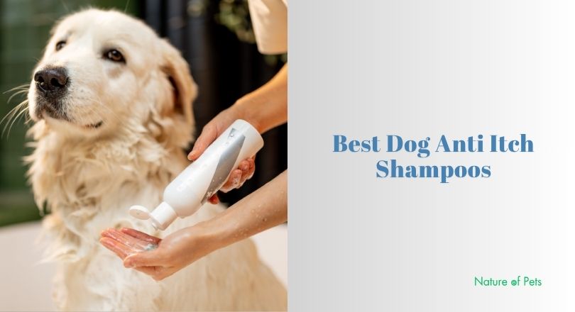 best dog anti itch shampoos