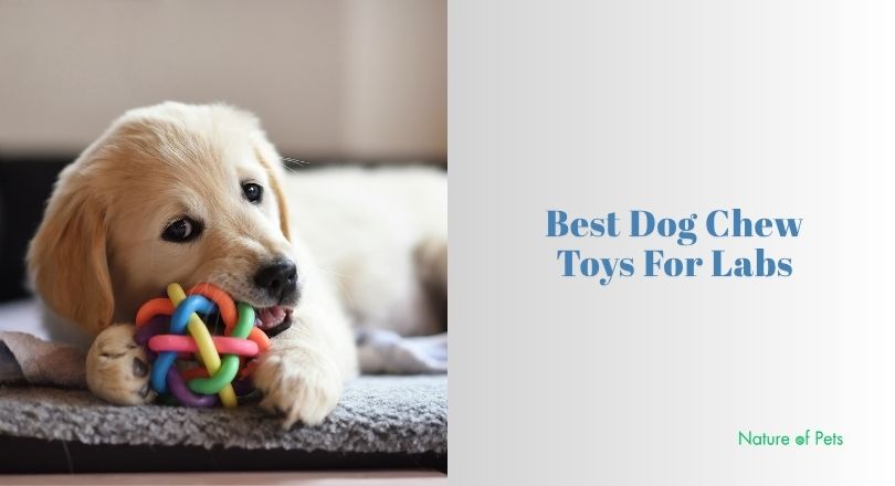 best dog chew toys for labs
