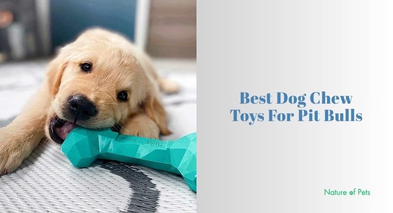 best dog chew toys for pit bulls
