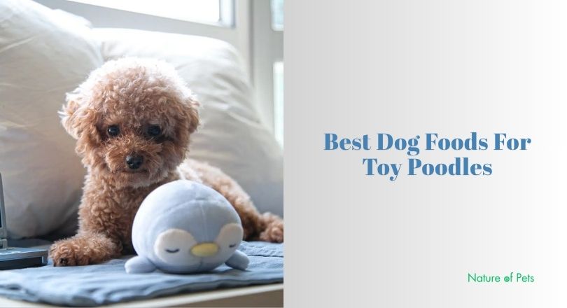 best dog foods for toy poodles