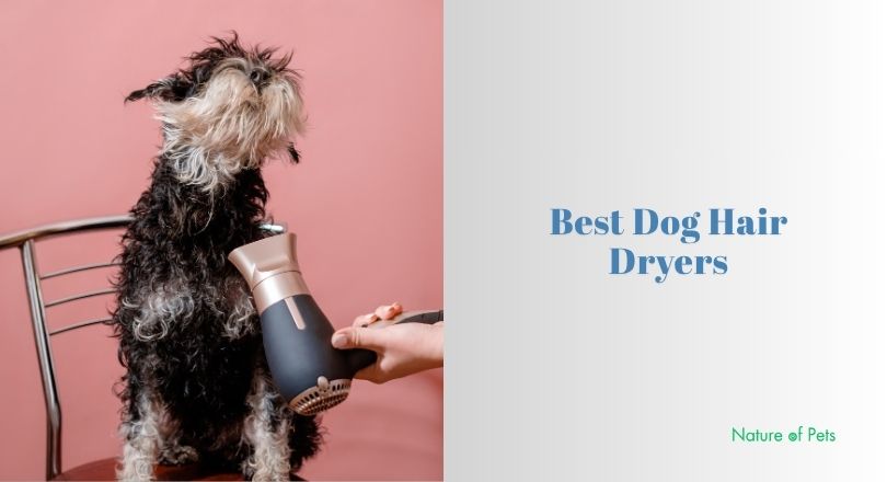 best dog hair dryers