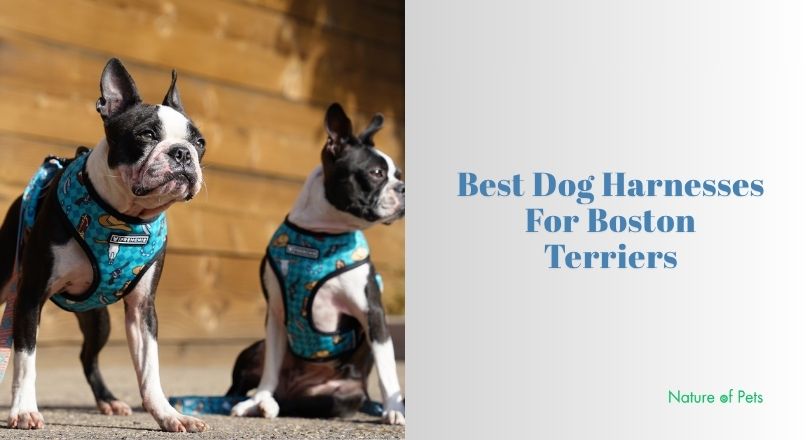 best dog harnesses for boston terriers