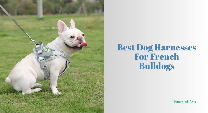 best dog harnesses for french bulldogs