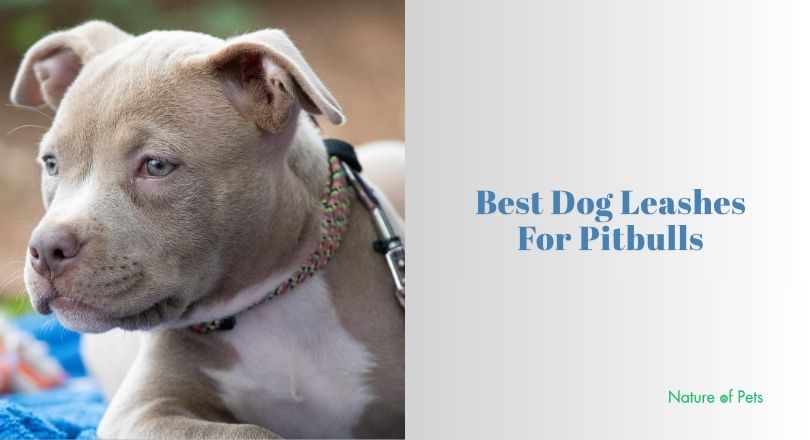 best dog leashes for pitbulls