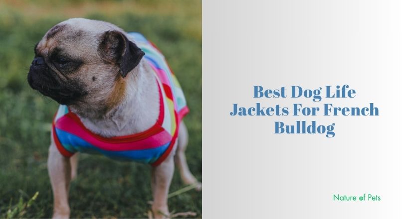 best dog life jackets for french bulldog