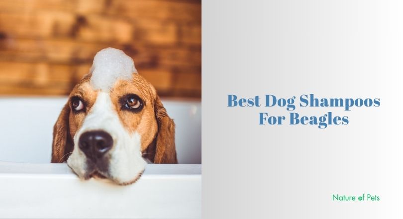 best dog shampoos for beagles