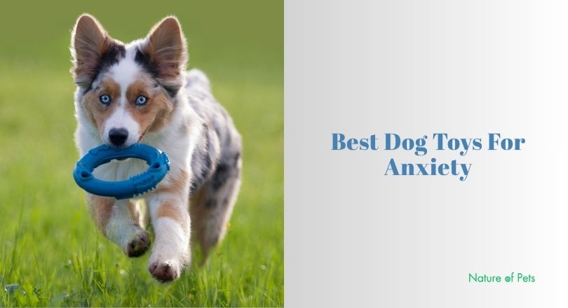 best dog toys for anxiety