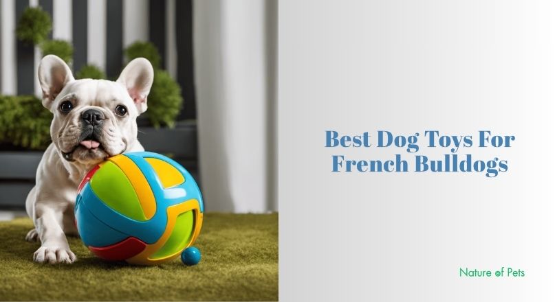 best dog toys for french bulldogs