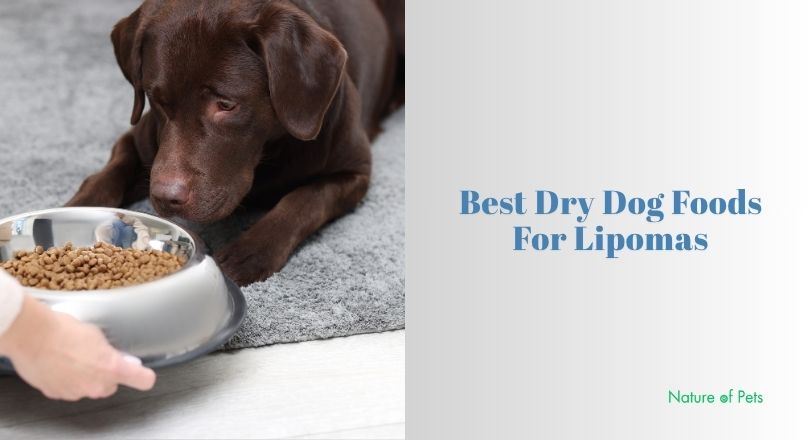 best dry dog foods for lipomas
