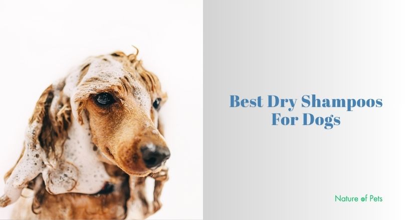 best dry shampoos for dogs