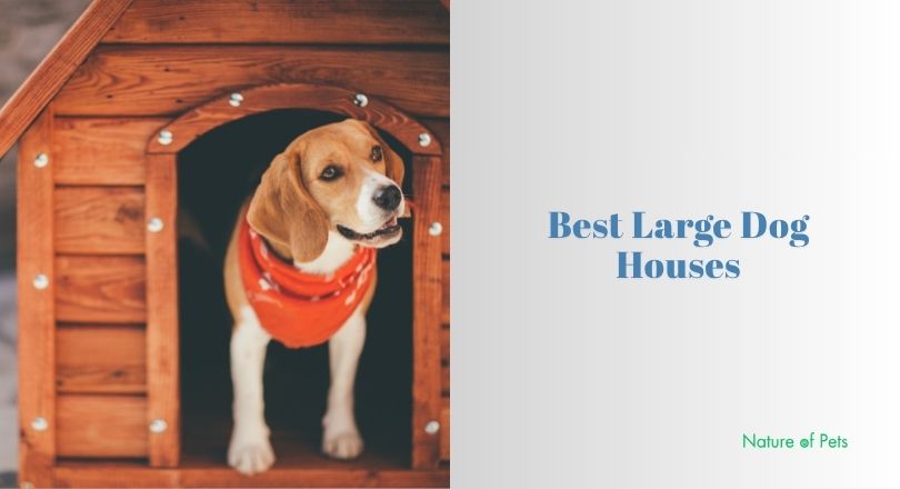 best large dog houses
