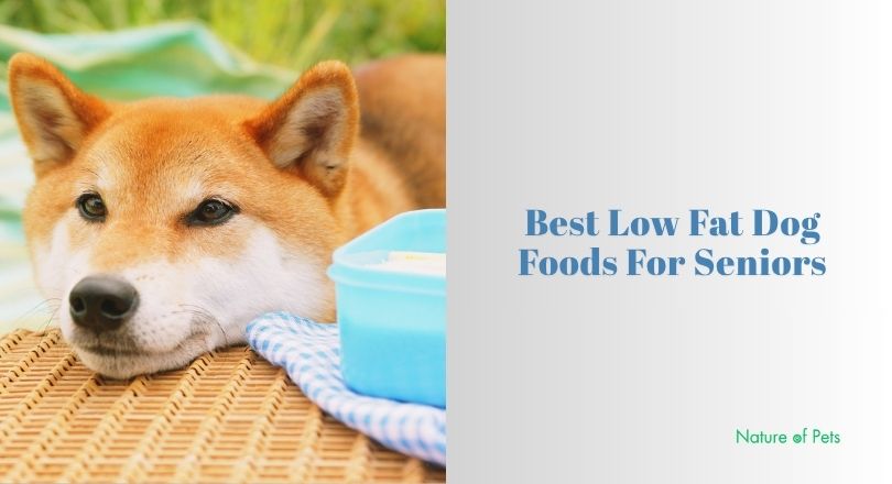 best low fat dog foods for seniors