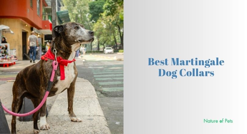 best martingale dog collars
