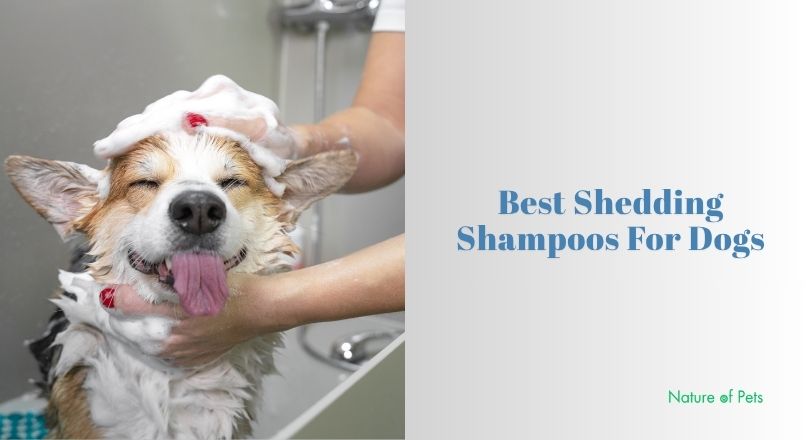 best shedding shampoos for dogs