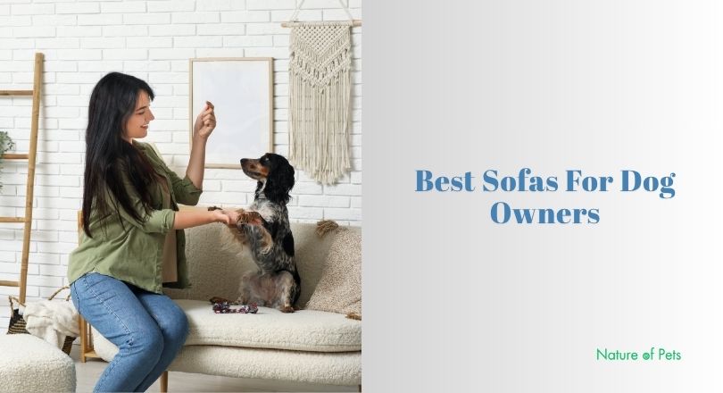 best sofas for dog owners