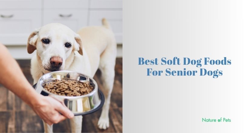 best soft dog foods for senior dogs