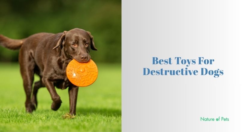 best toys for destructive dogs