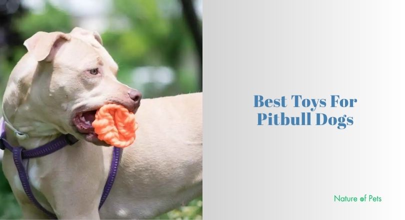 best toys for pitbull dogs