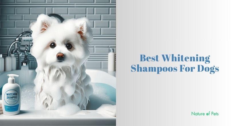 best whitening shampoos for dogs