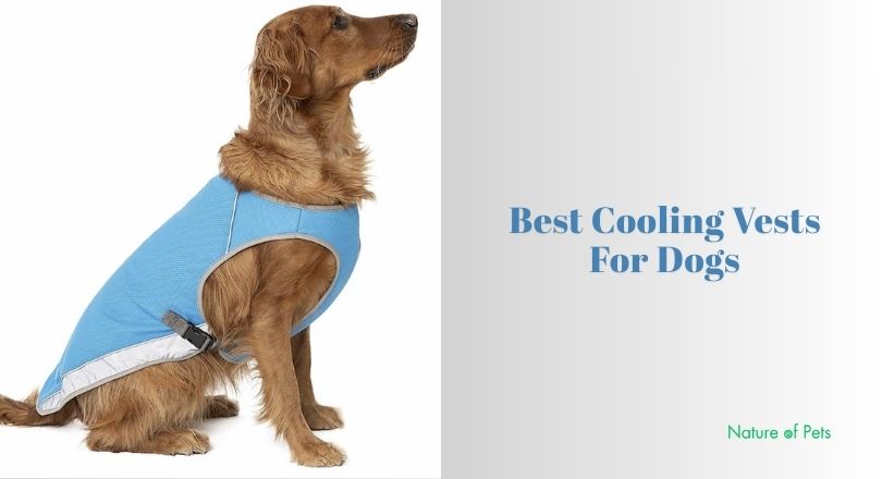 best cooling vests for dogs