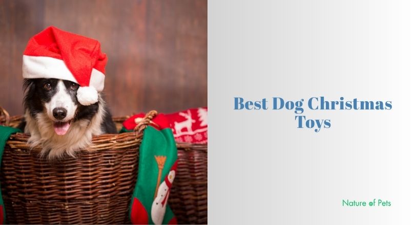 best dog christmas toys