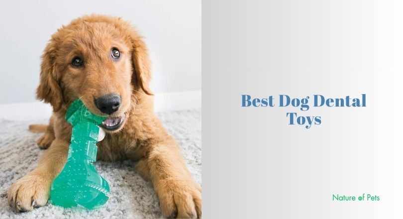 best dog dental toys