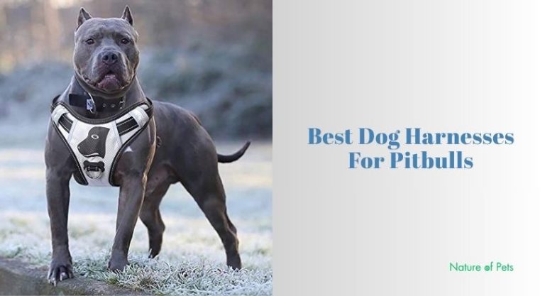 Top 10 Best Dog Harnesses For Pitbulls In 2026 - [Nature of Pets]
